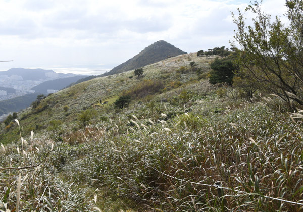 승학산 억새풀 사진